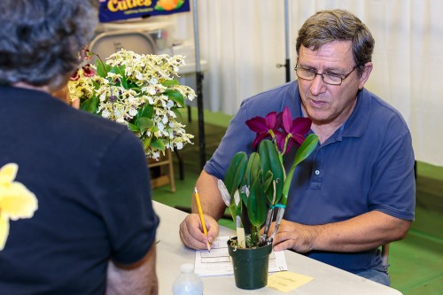 Bob Moffitt, Chairman of the HOS Judging Panel, carefully scrutinizes one of the plants judged.