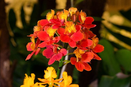 Pam Waki's Epi. Pom Pom 'Lake View' won the Best Epidendrum trophy.
