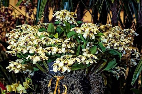 Ken and Aileen Ching's Dendrobium atroviolaceum won the Best Flowering Specimen Trophy.