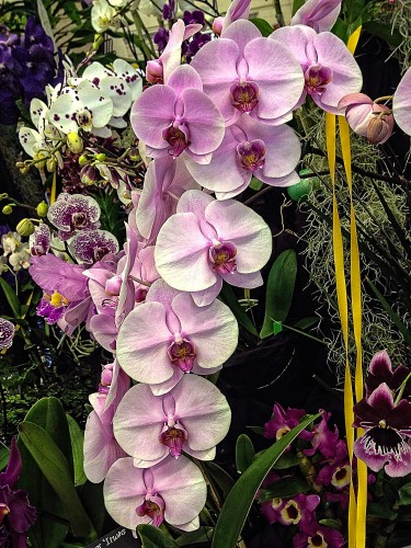 Dtps. Jiuhbao Stream 'Cherry Whisper' received an Award of Merit (AM), scoring 81.3 points. The plant is owned by Penny's Orchids. The Plant also received the Best in Show Trophy..