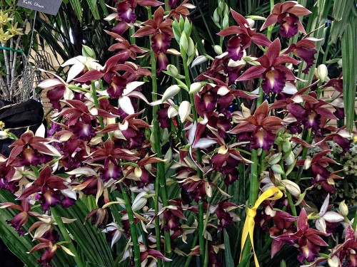 Ken and Aileen Ching's Phaius Lady Ramona Harris 'Looking at You' won the Best Other Genera Trophy.