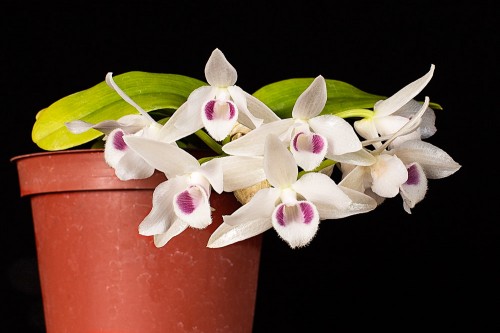 Den. parishii var. semi-alba. This is a plant that I received from S&W Orchids. It is a first bloom with 8 flowers. The flowers have a slight fragrance.