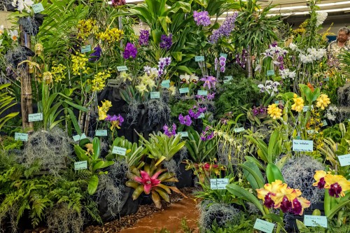 Several members displayed their well grown plants in the HOS display.