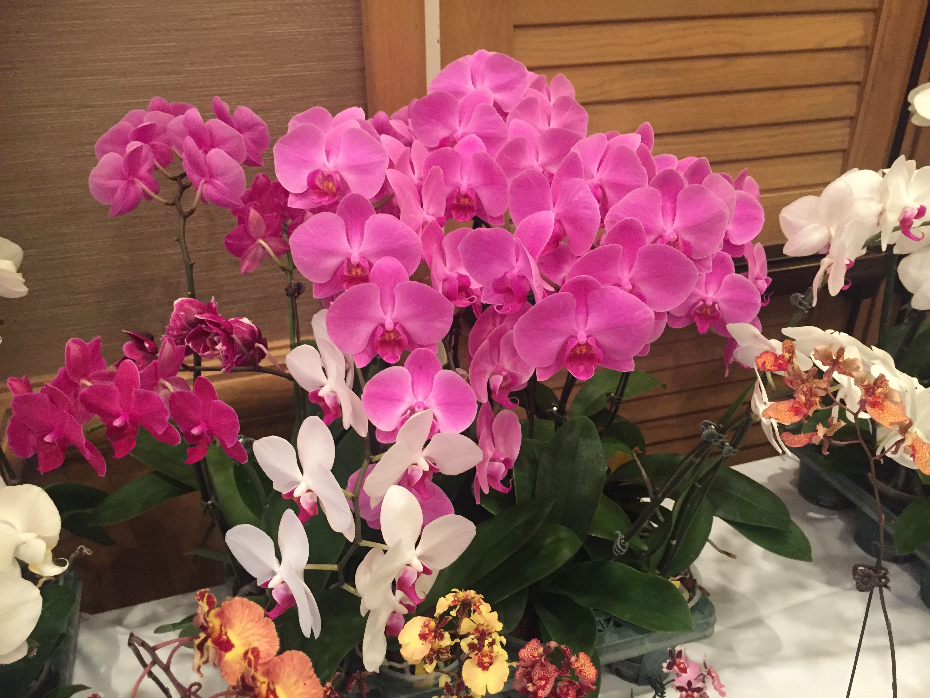 IMG_8774 Honolulu Orchid Society