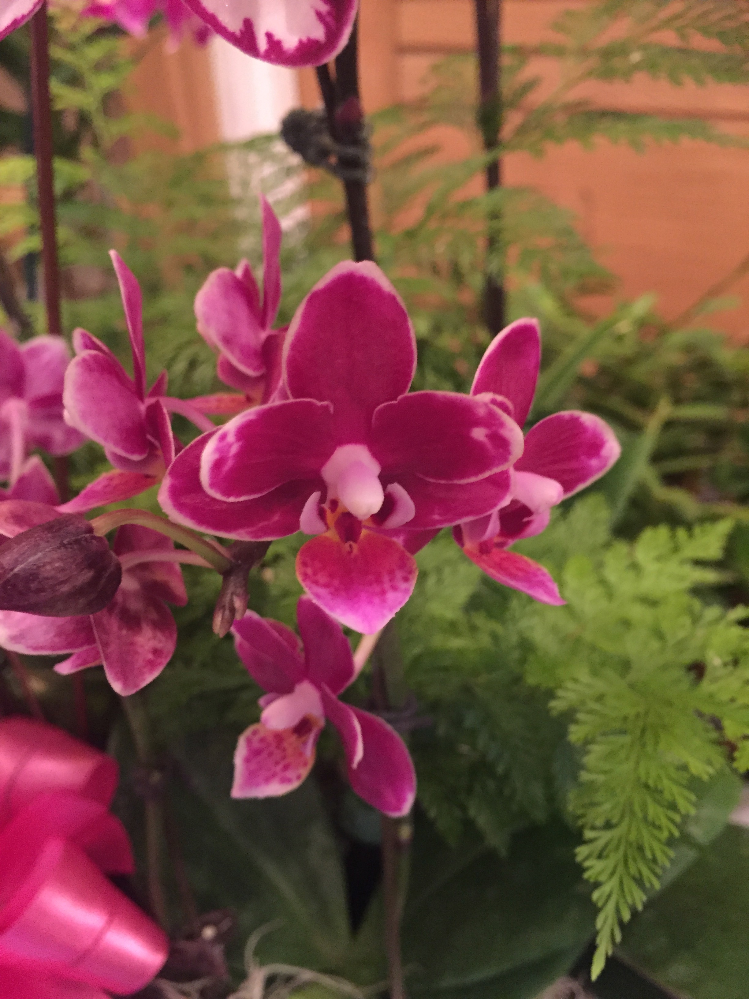 IMG_8784 Honolulu Orchid Society