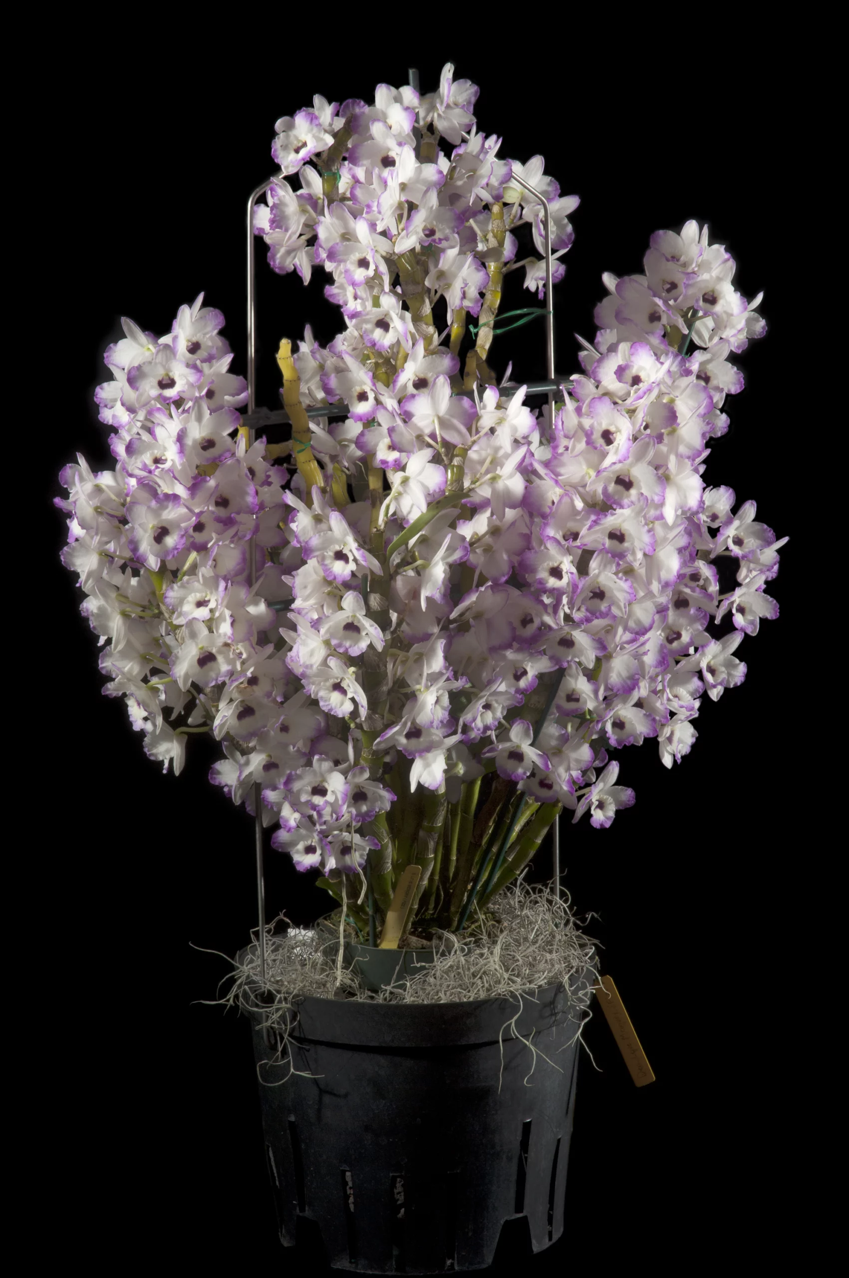 2017-06 Den. Love Memory 'Fizz' - Honolulu Orchid Society