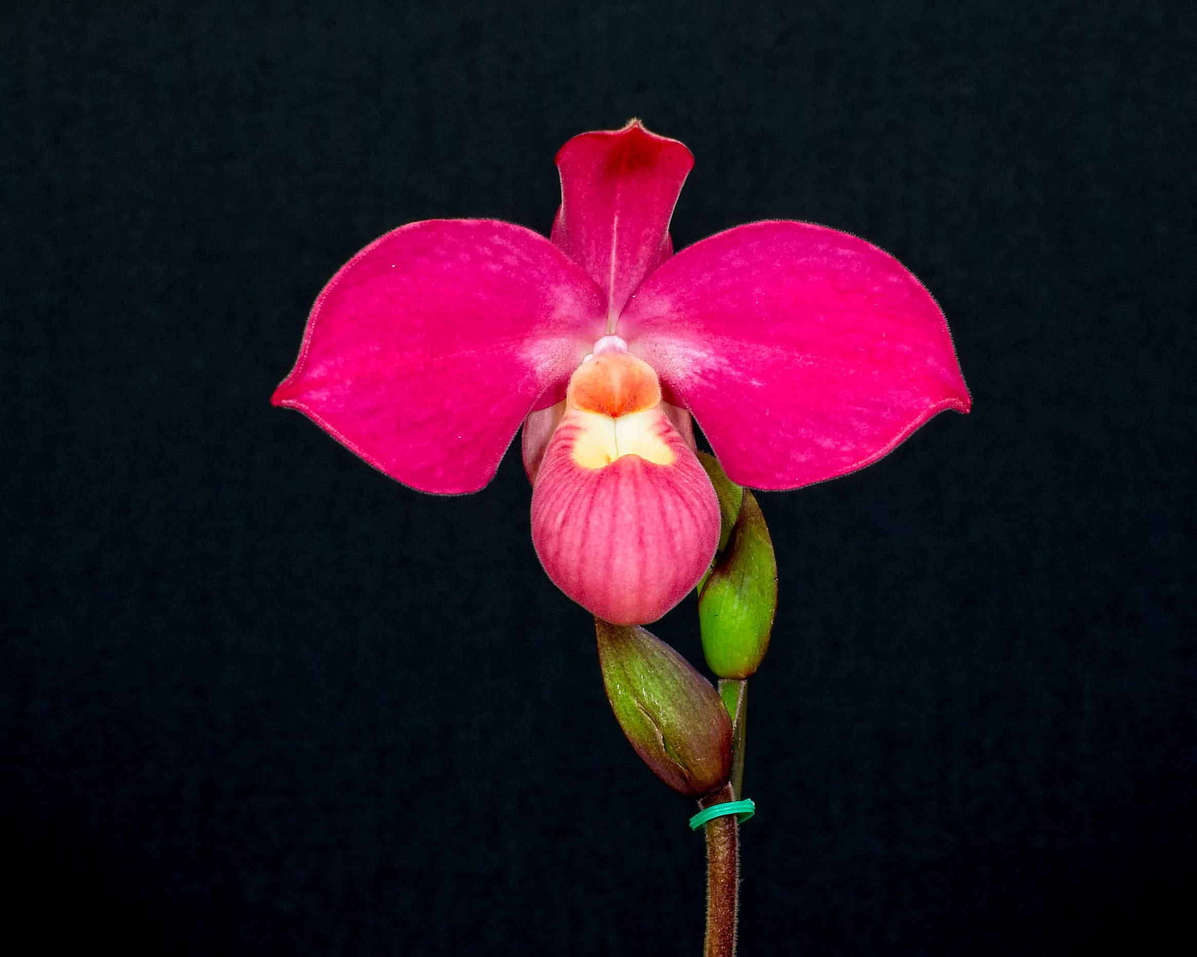 2022-48-phrag-robert-jan-quene-pacific-heights-honolulu-orchid-society
