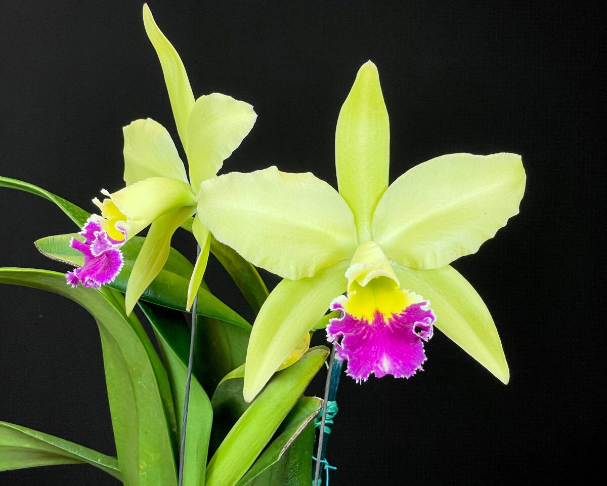 2024-35 Rlc. Greenwich 'Elmhurst' - Honolulu Orchid Society