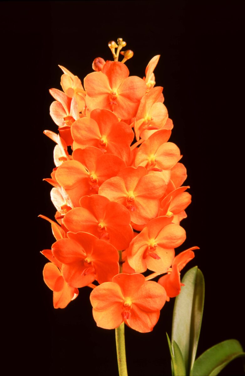 2006-05 V. Suksamran Sunlight 'Gold' - Honolulu Orchid Society