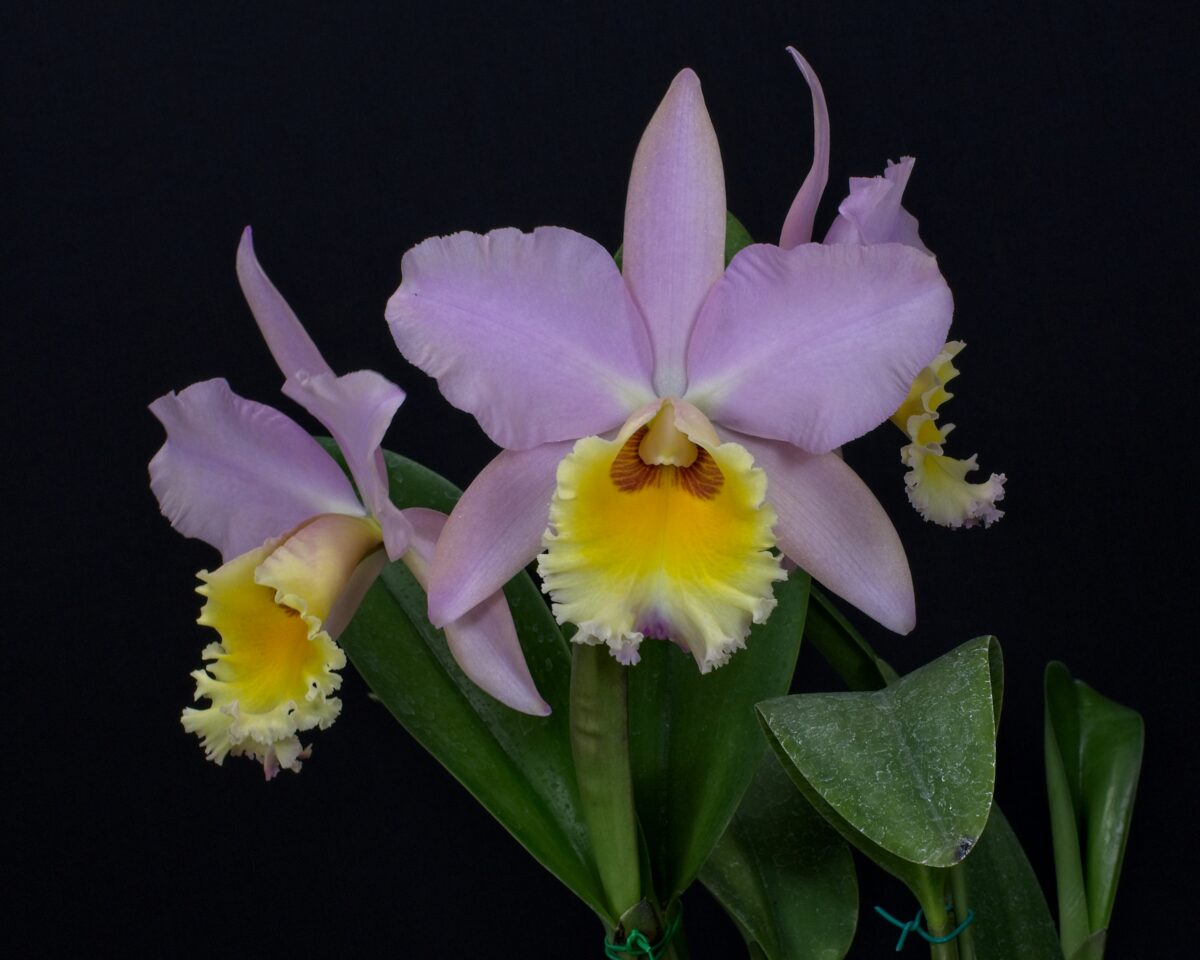 2024-55 Rlc. Volcano Angel 'Volcano Queen' - Honolulu Orchid Society